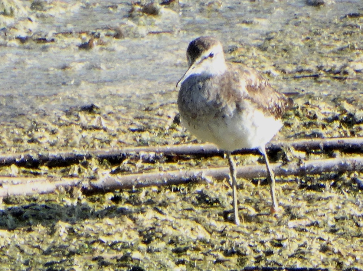 Wood Sandpiper - Mehmet Şahin Polat