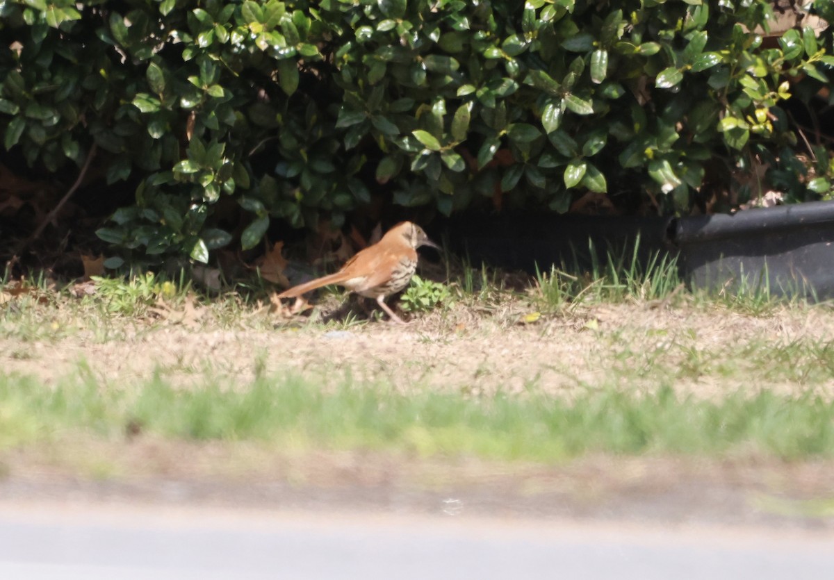 Brown Thrasher - ML623848667