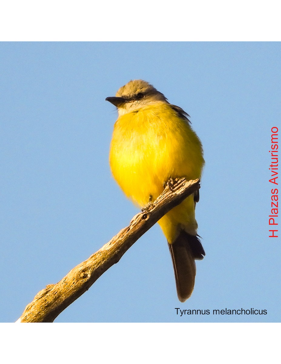 Tropical Kingbird - ML623848672