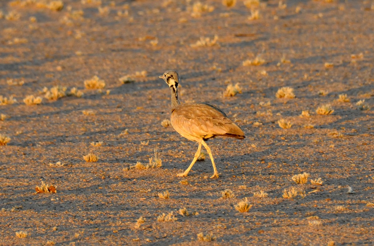 Rüppell's Bustard - ML623848685