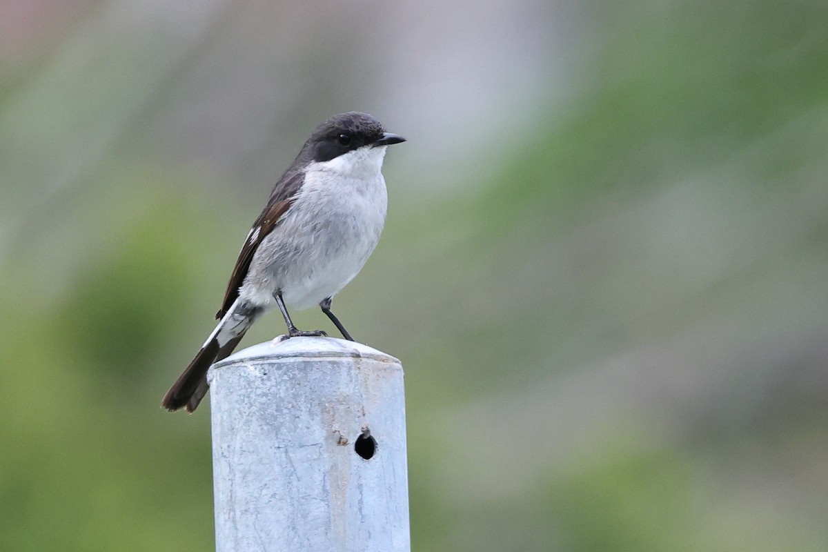 Fiscal Flycatcher - ML623848686