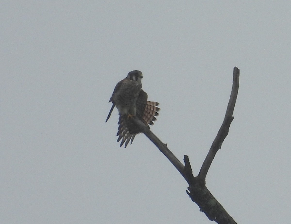 American Kestrel - ML623848689