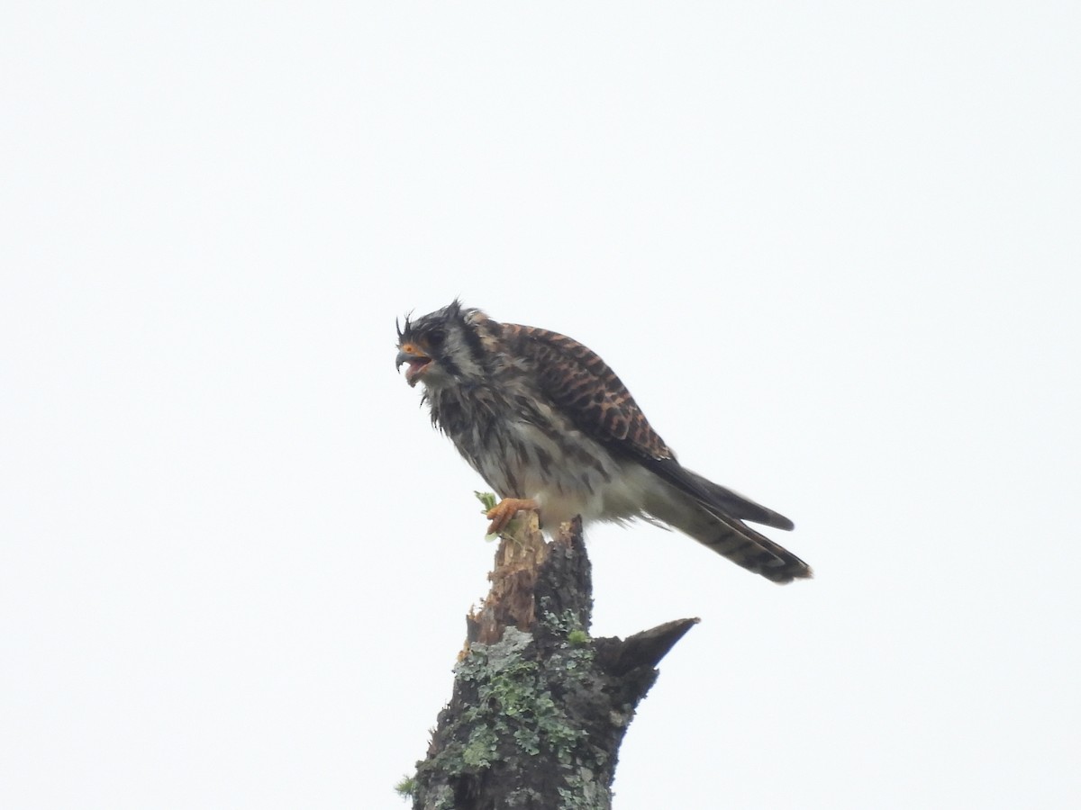 American Kestrel - ML623848690