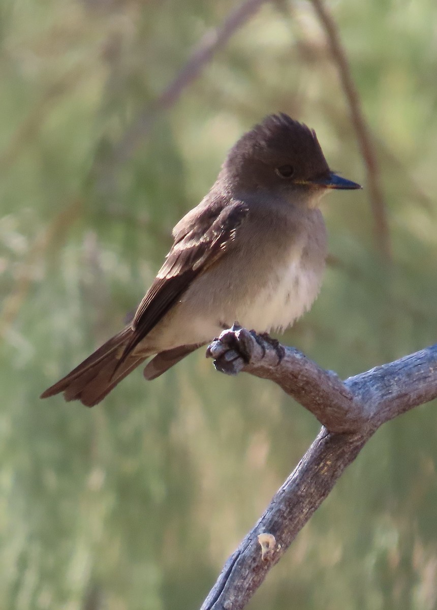 Western Wood-Pewee - ML623848694