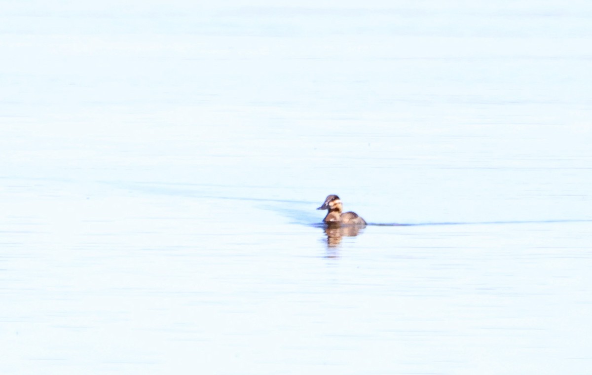 Ruddy Duck - ML623848695