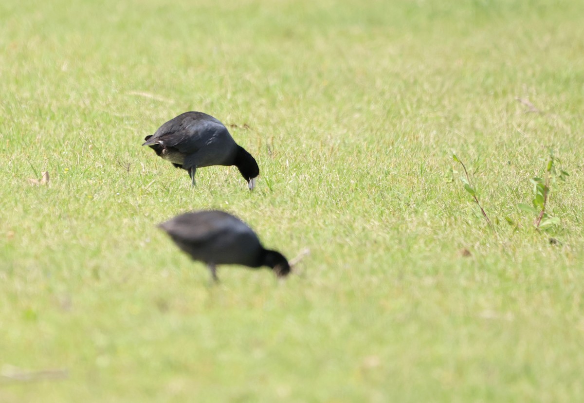 American Coot - ML623848699