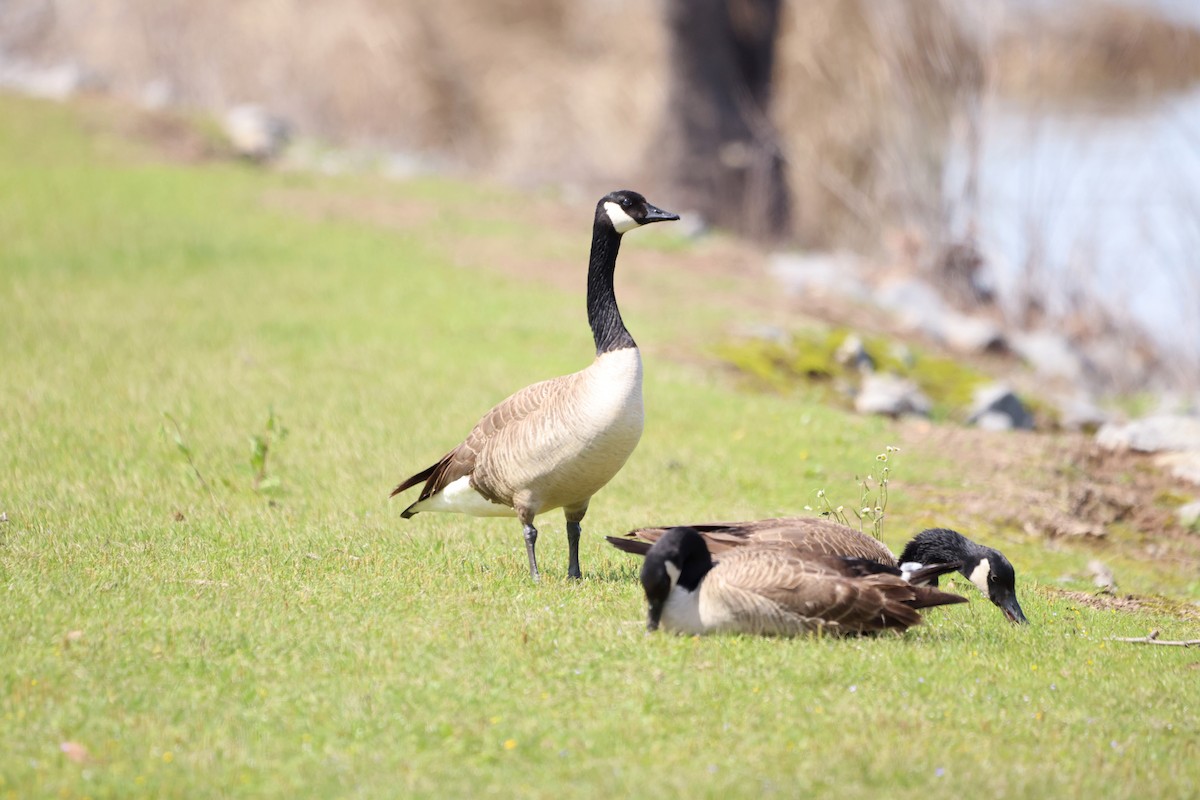 Canada Goose - Sarah Morris