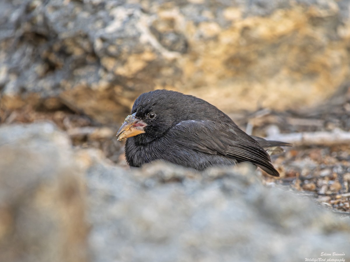 Common Cactus-Finch - ML623848704