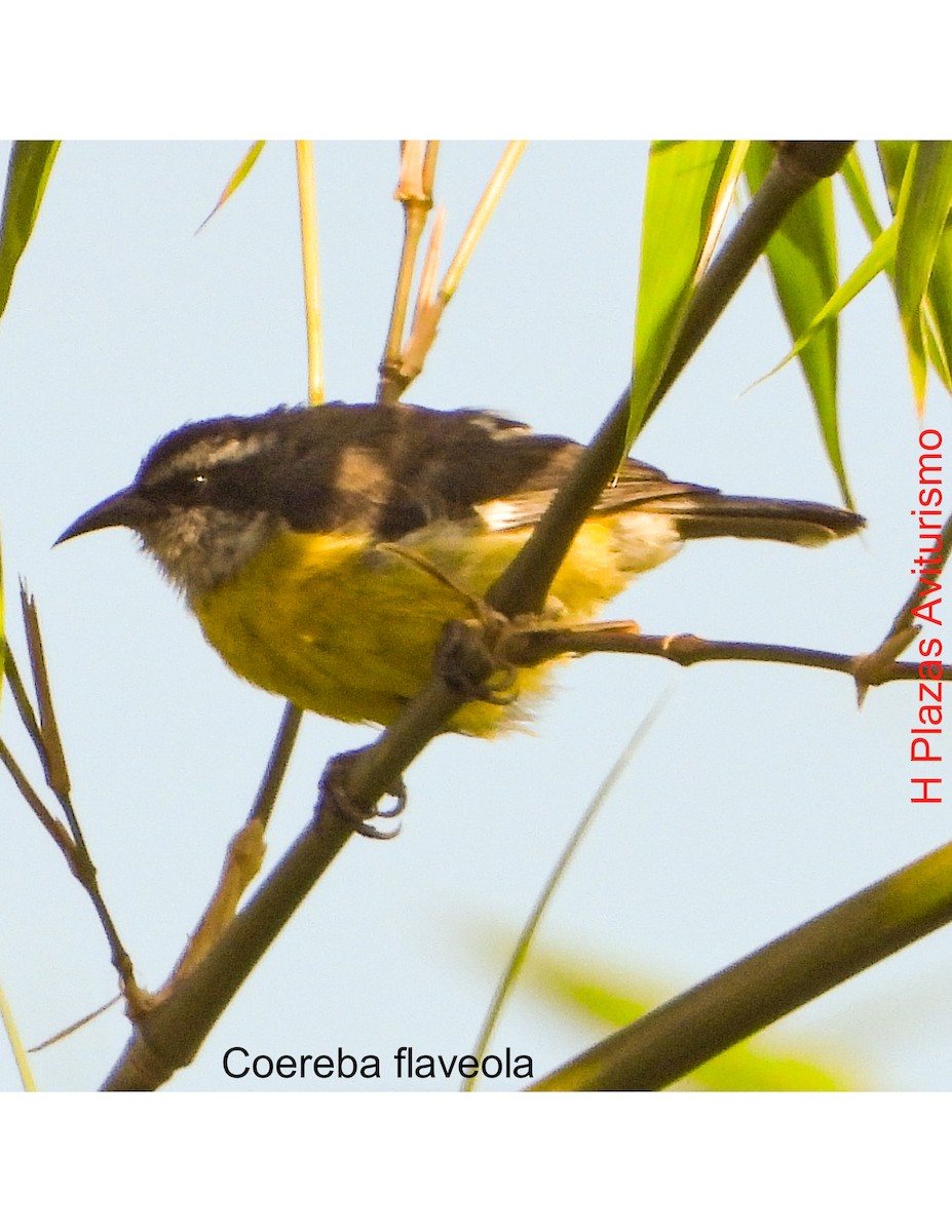 Bananaquit - ML623848706
