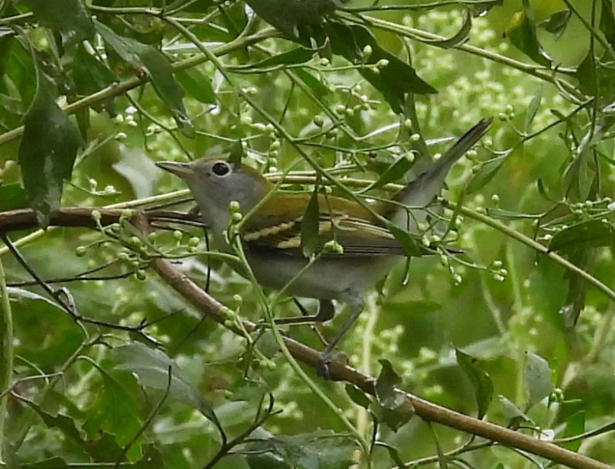 Chestnut-sided Warbler - ML623848718