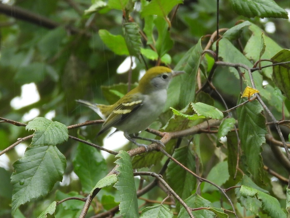 Chestnut-sided Warbler - ML623848719