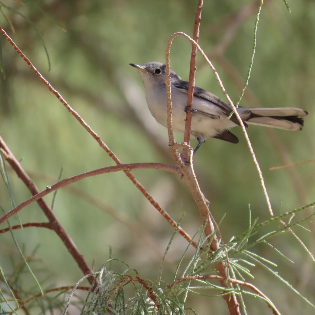 Blue-gray Gnatcatcher - ML623848721