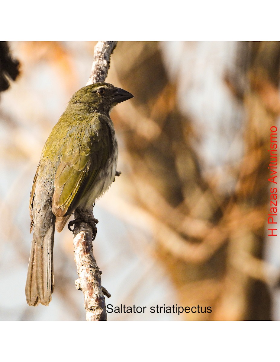 Streaked Saltator - ML623848740