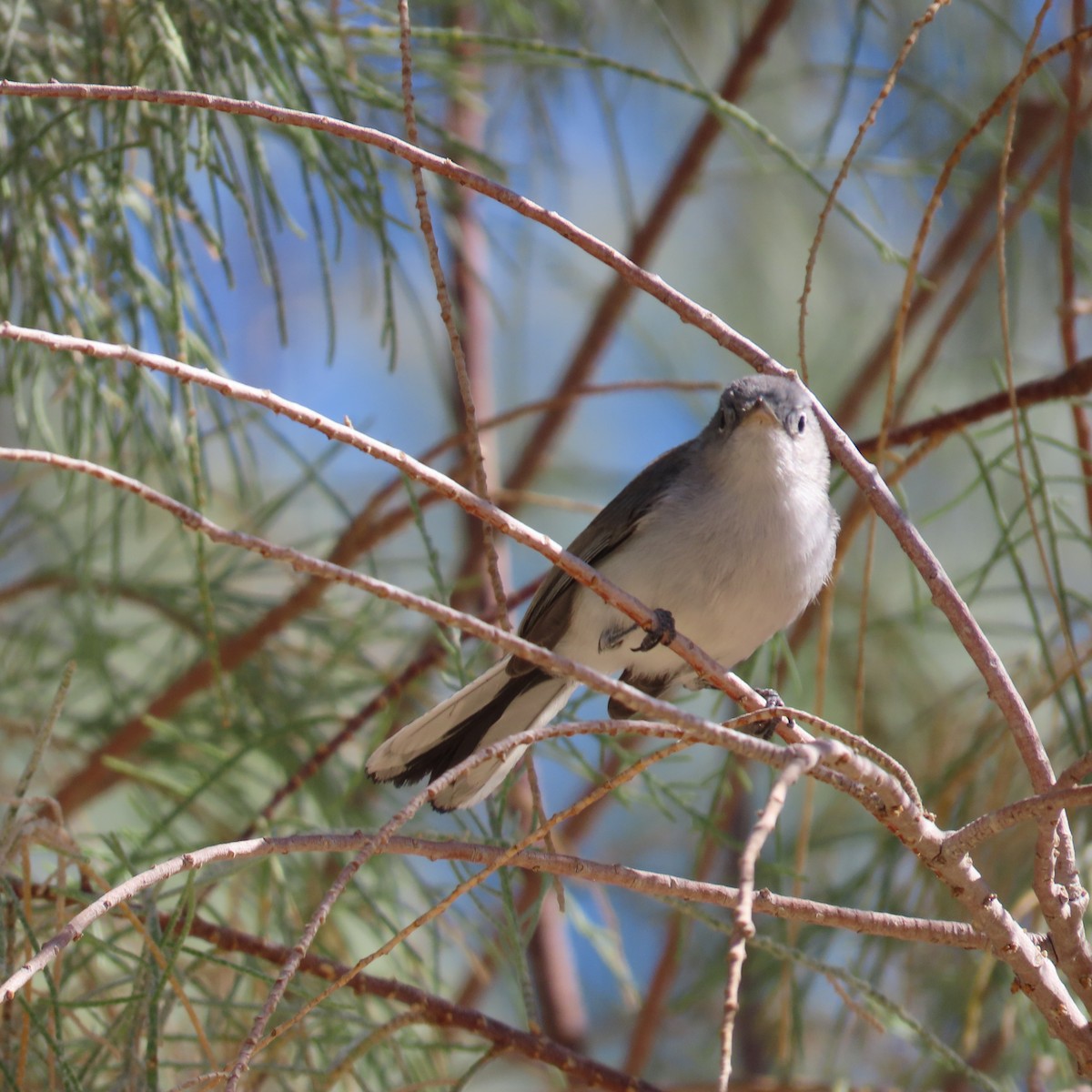 Blue-gray Gnatcatcher - ML623848748