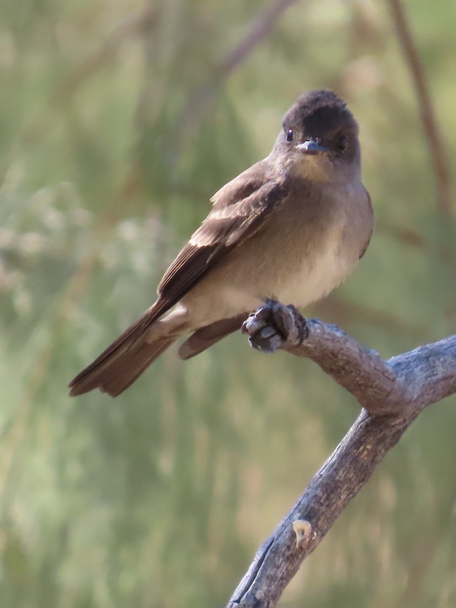 Western Wood-Pewee - ML623848777