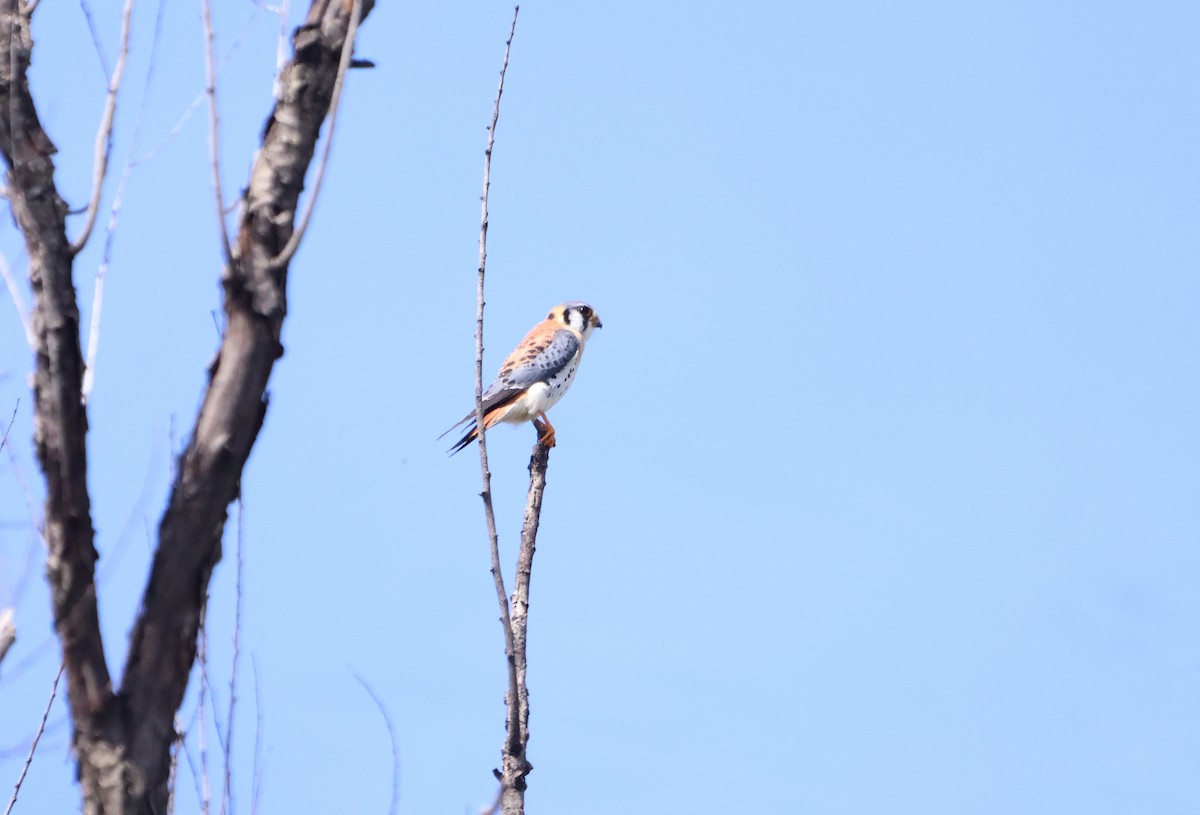 American Kestrel - ML623848786