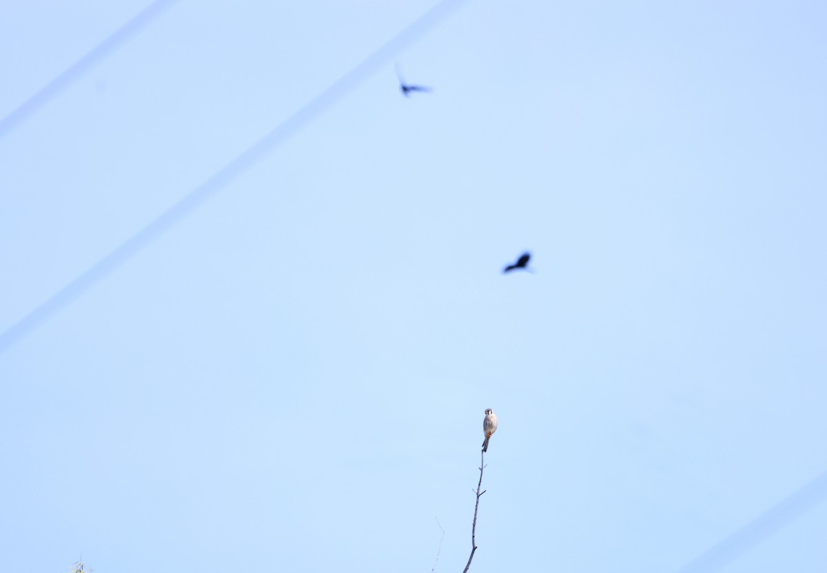 American Kestrel - ML623848787