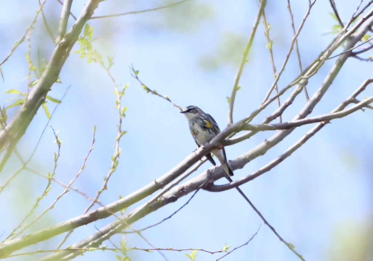 Yellow-rumped Warbler - ML623848800