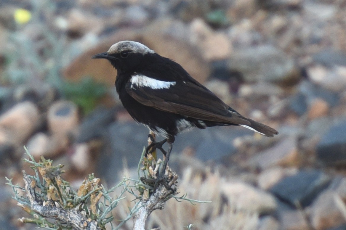 Mountain Wheatear - ML623848801