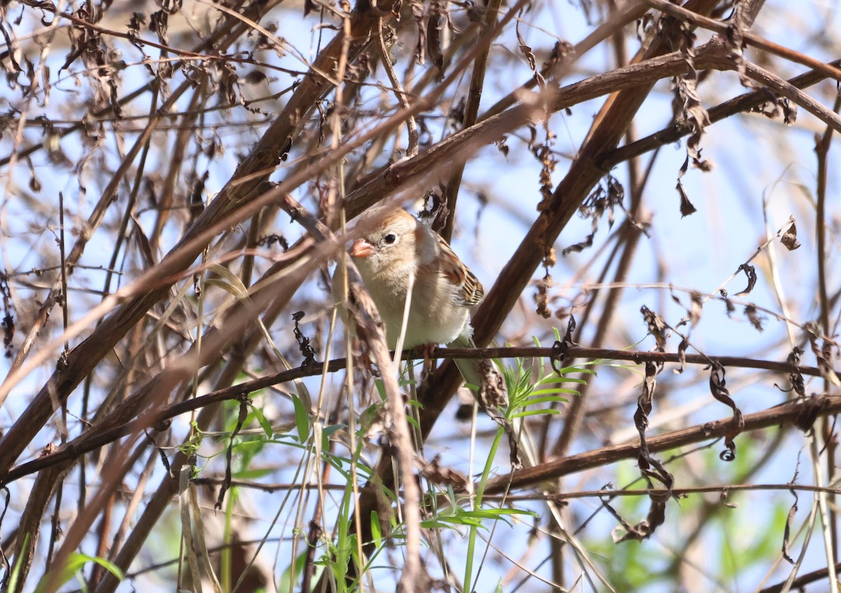 Field Sparrow - ML623848803