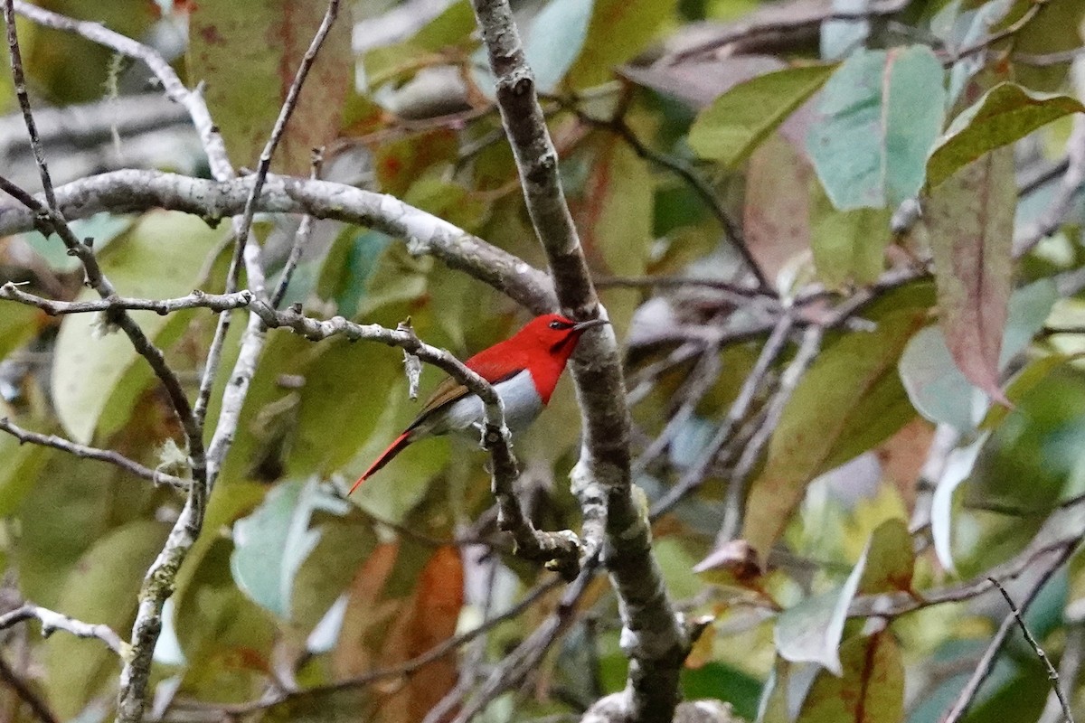 Temminck's Sunbird - Kenna Sue Trickey