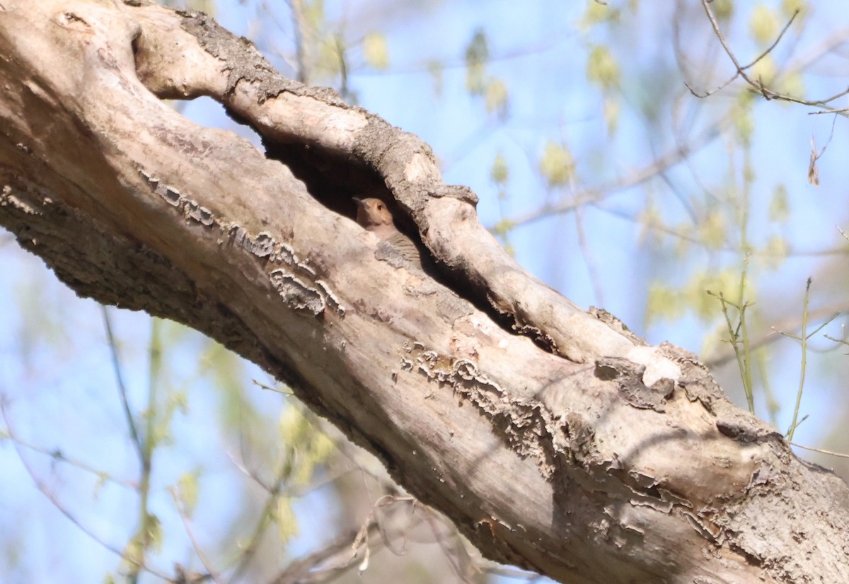 Northern Flicker - ML623848818