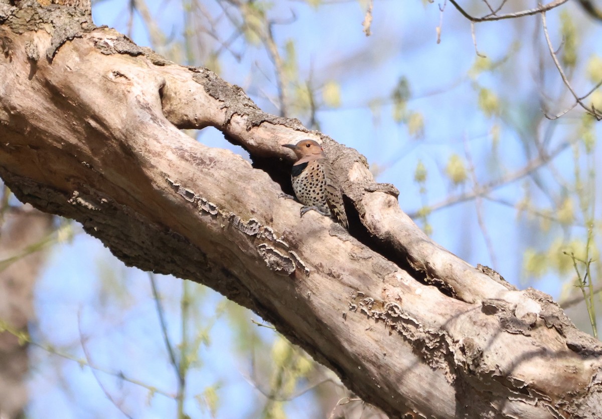 Northern Flicker - ML623848819