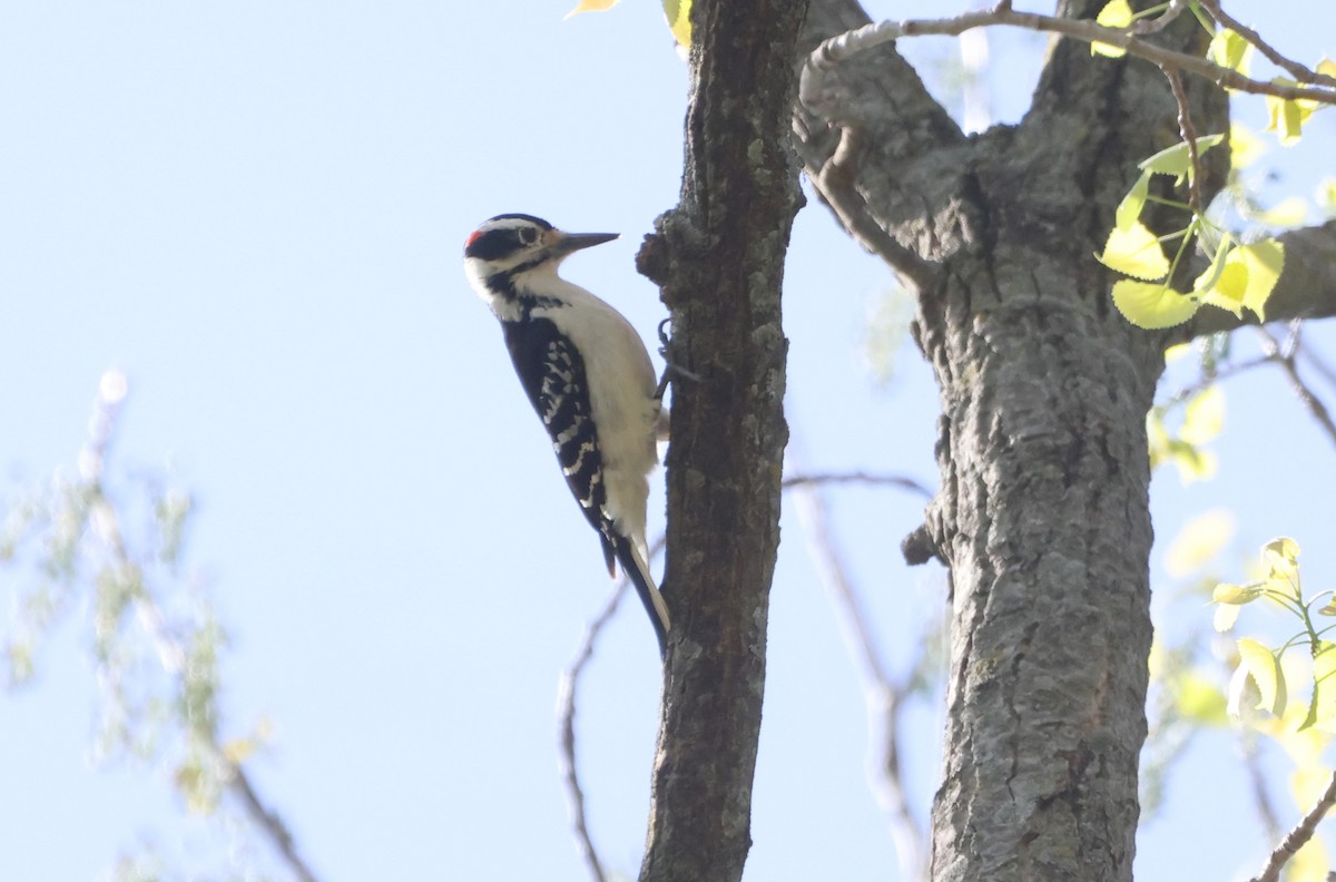 Hairy Woodpecker - ML623848825