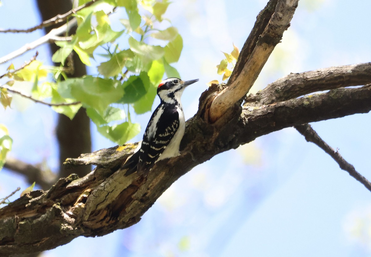 Hairy Woodpecker - ML623848826