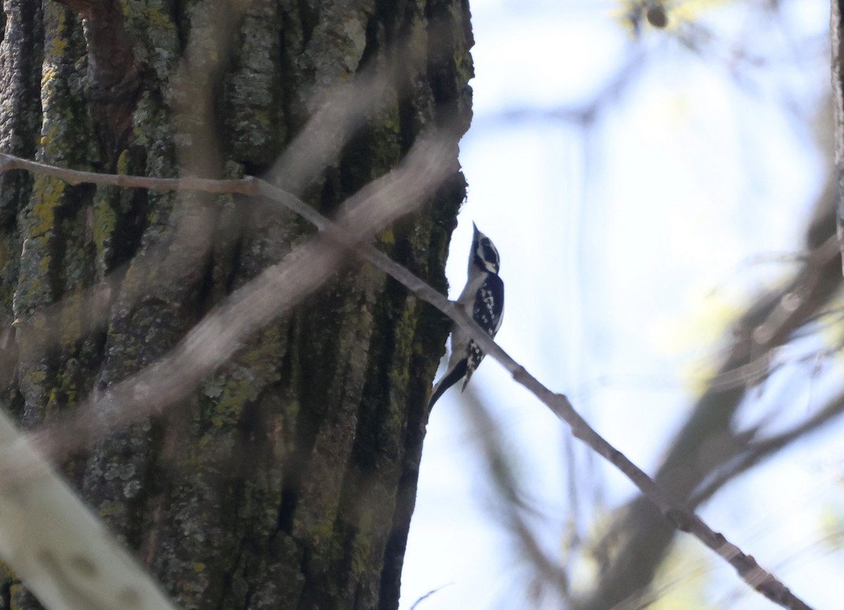 Downy Woodpecker - Sarah Morris