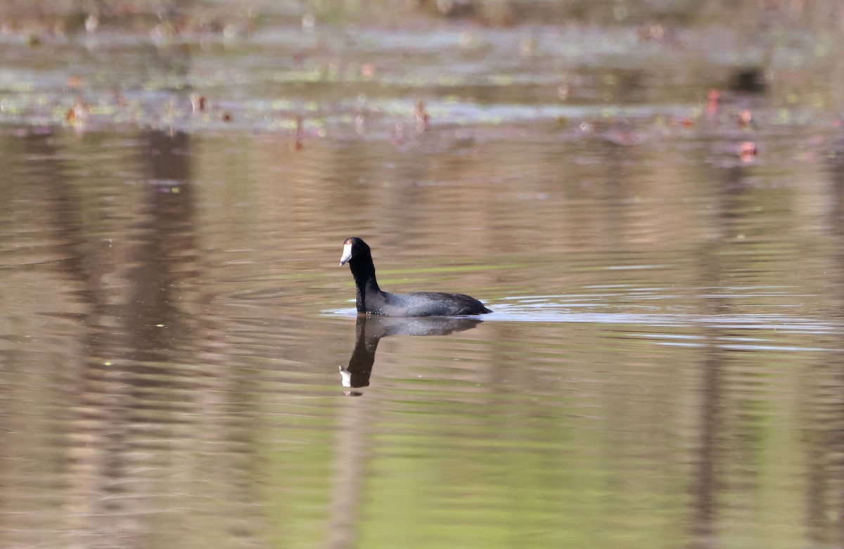 American Coot - ML623848846