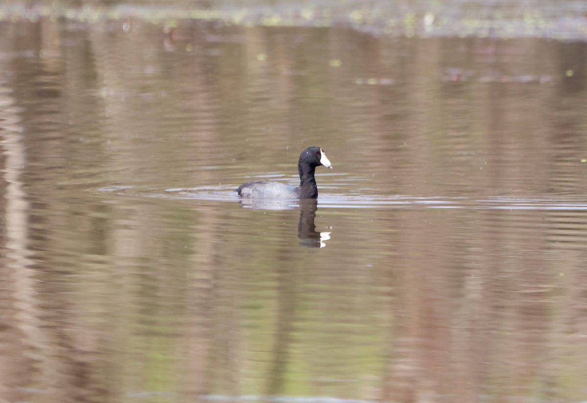 American Coot - ML623848847