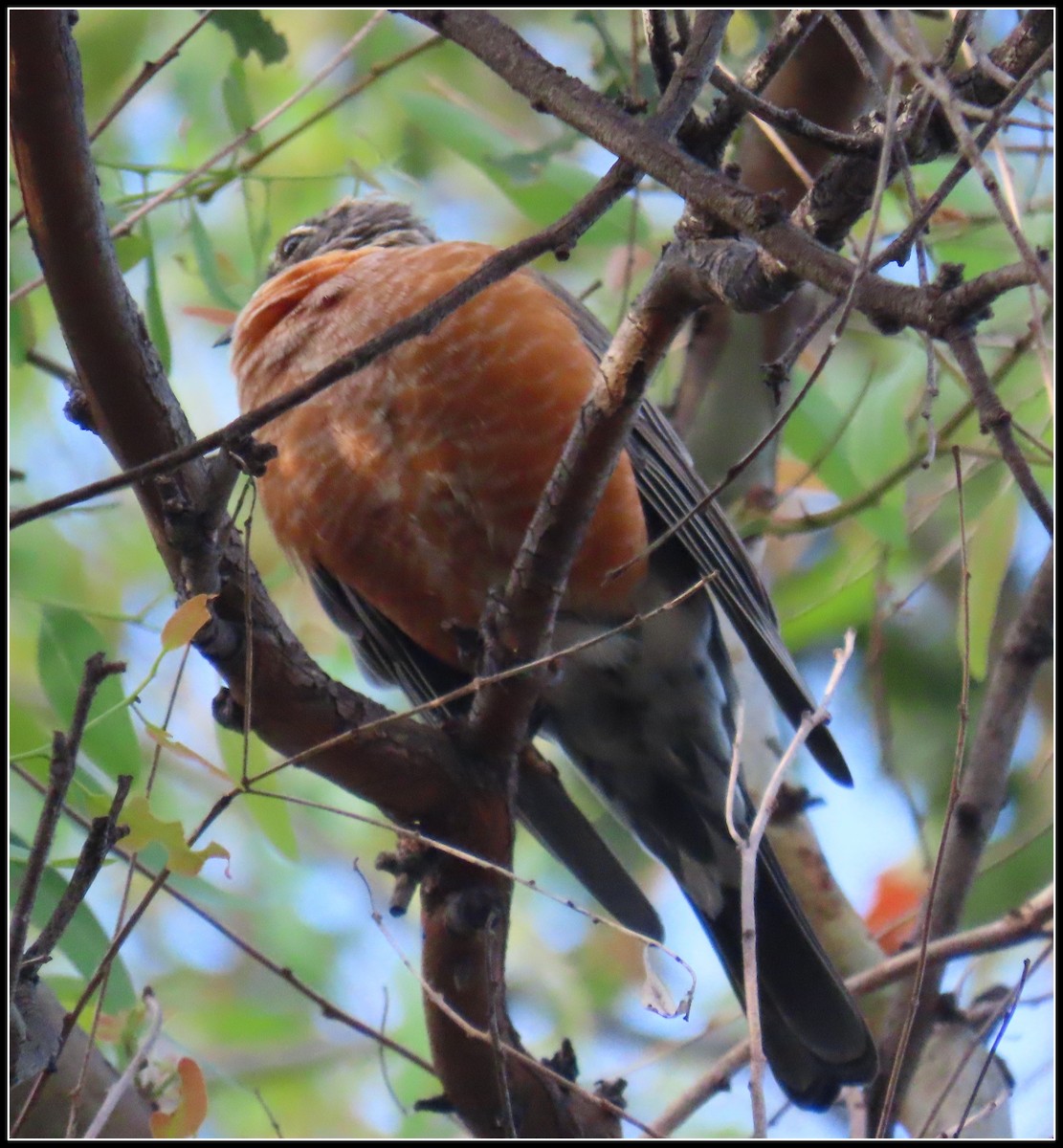 American Robin - ML623848853