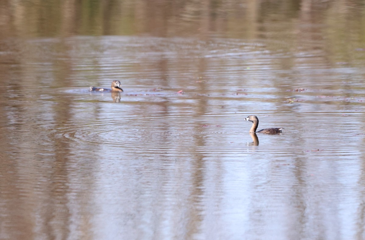 Pied-billed Grebe - ML623848854