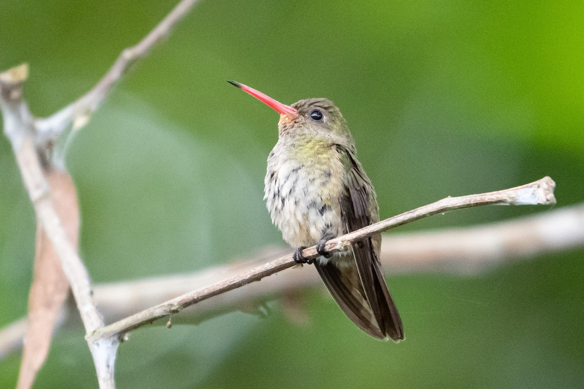 Gilded Hummingbird - ML623848855