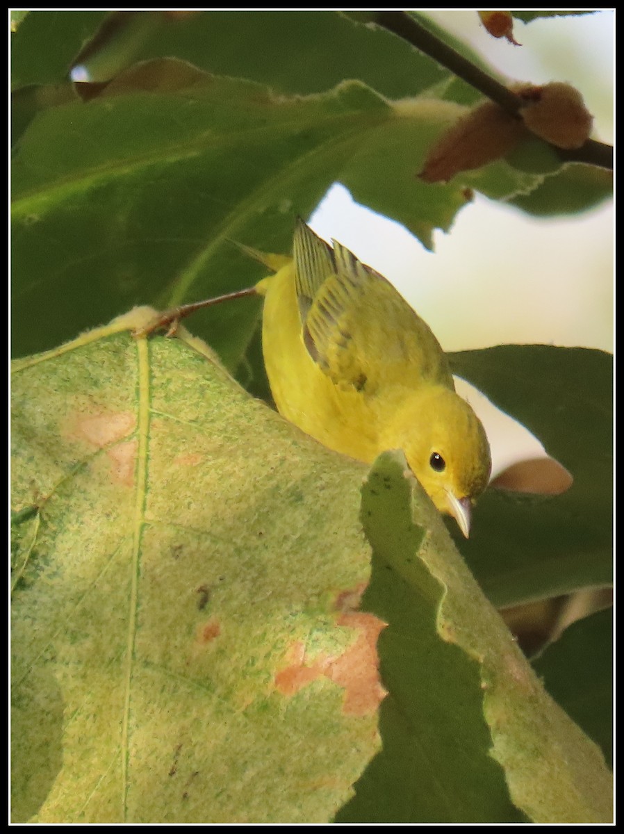 Yellow Warbler - ML623848859