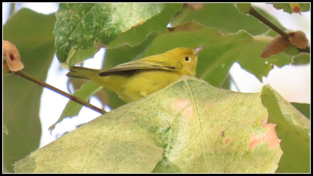 Yellow Warbler - ML623848860