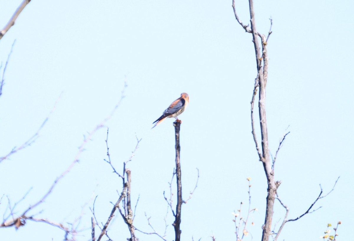 American Kestrel - ML623848863