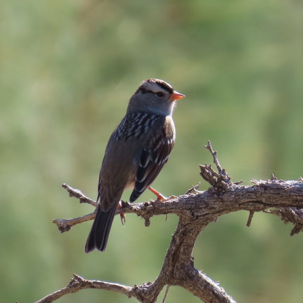 White-crowned Sparrow (Gambel's) - ML623848870