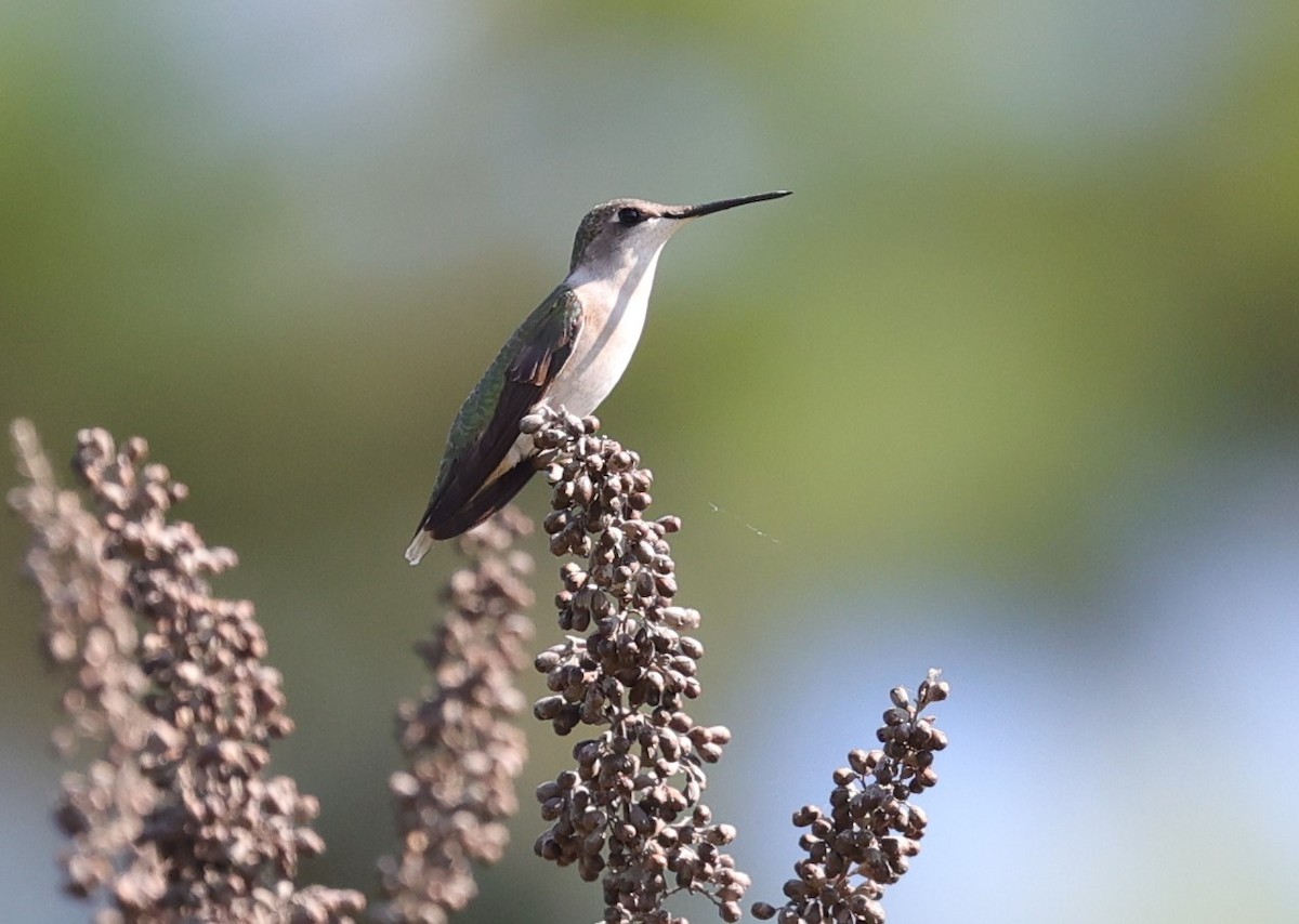 Ruby-throated Hummingbird - ML623848883