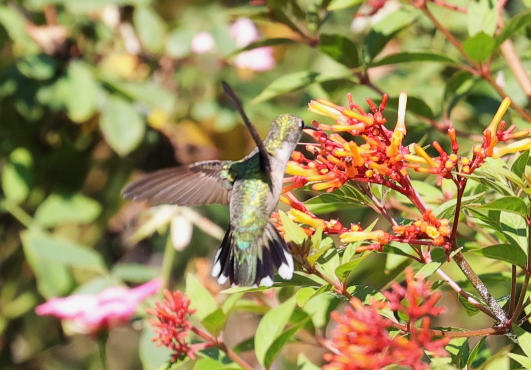 Ruby-throated Hummingbird - ML623848885