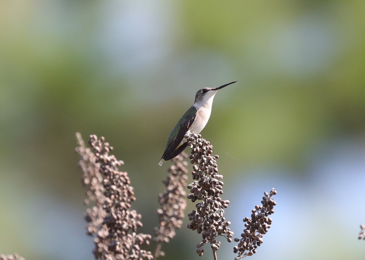 Ruby-throated Hummingbird - Margareta Wieser