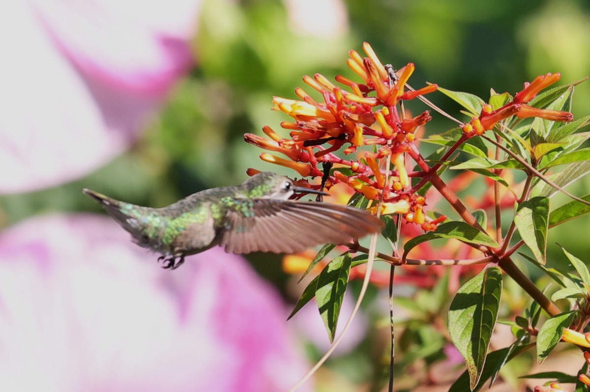 Ruby-throated Hummingbird - ML623848887