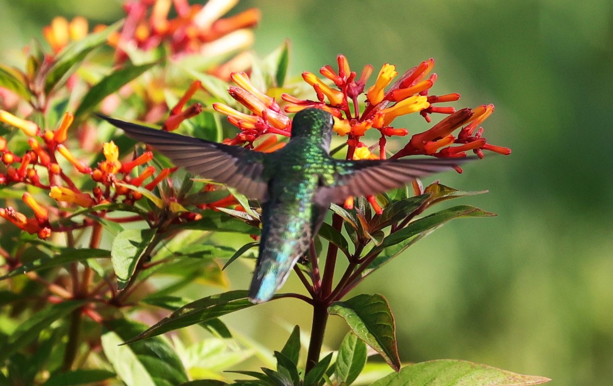 Ruby-throated Hummingbird - ML623848889