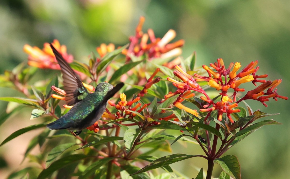 Ruby-throated Hummingbird - ML623848890