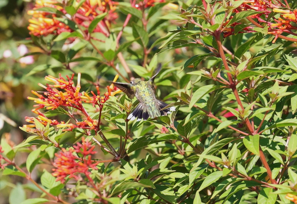 Ruby-throated Hummingbird - Margareta Wieser