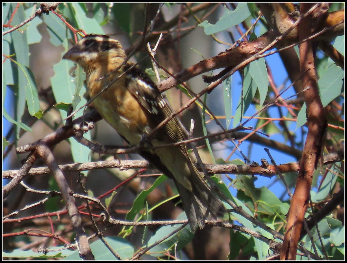 Black-headed Grosbeak - ML623848908