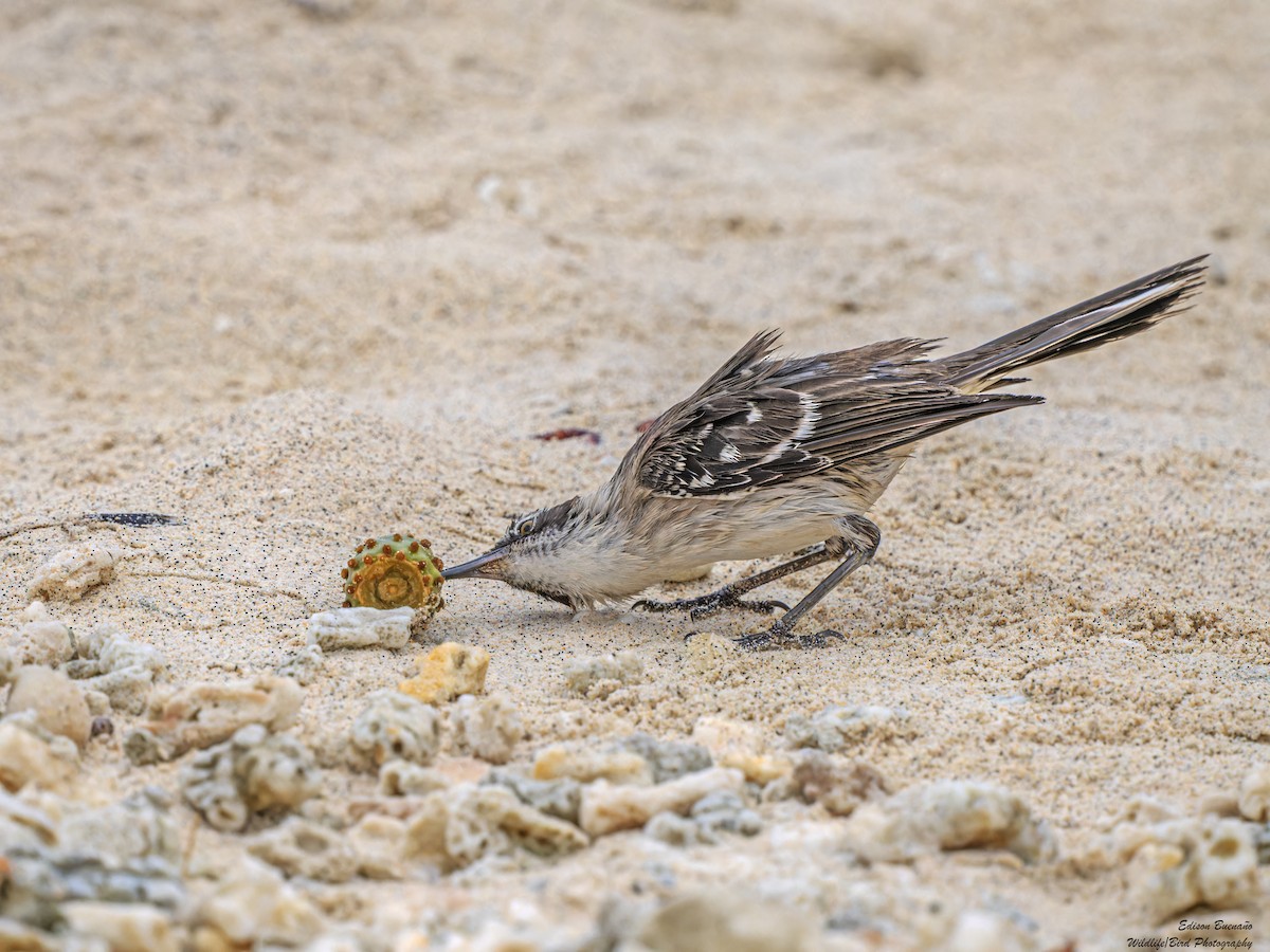 Galapagos Mockingbird - ML623848910