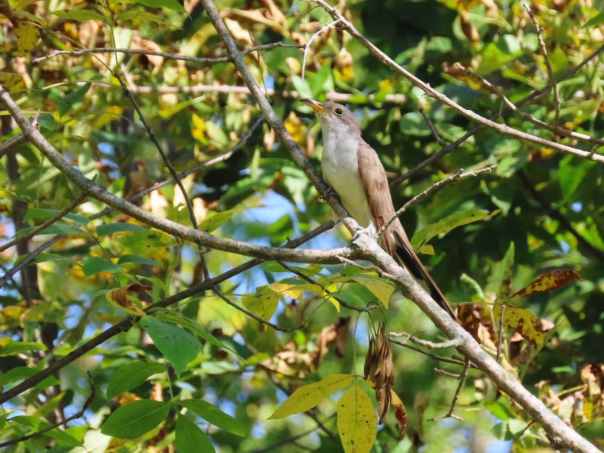 Yellow-billed Cuckoo - ML623848919