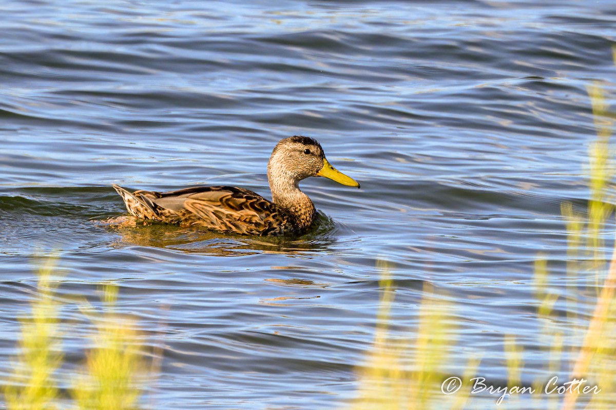 Mexican Duck - ML623848922